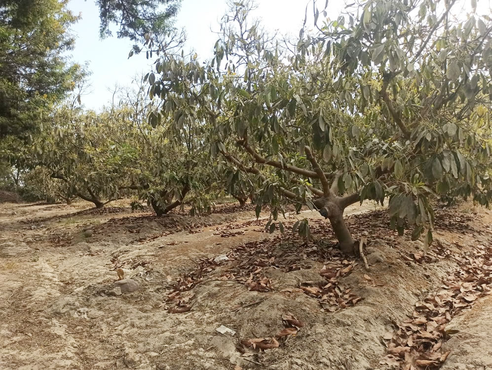 Se vende terreno agrícola de 5 hectáreas con plantones de palta en el distrito El Carmen