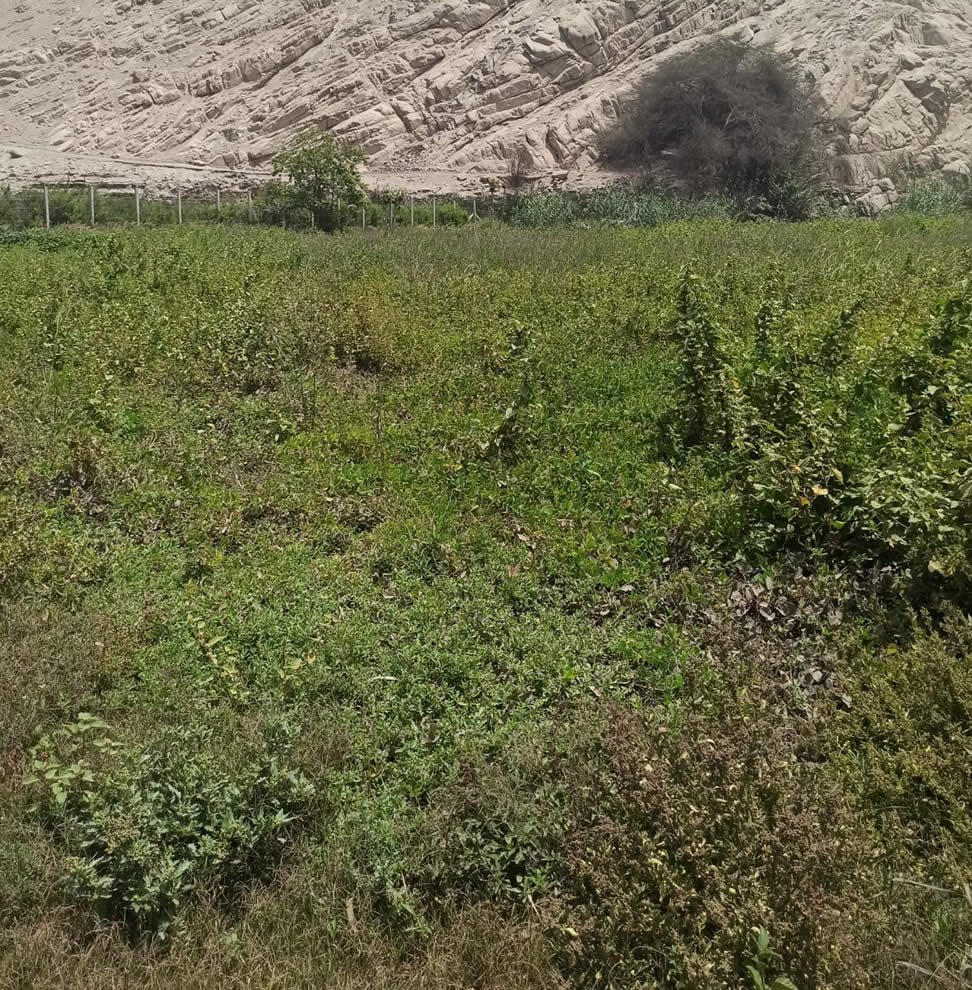 En venta terreno de una hectárea en Cieneguilla